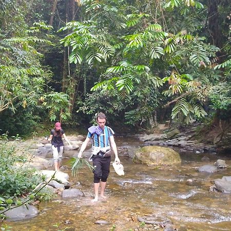 Pongo Guest House & Jungle Trekking ブキットラワン エクステリア 写真