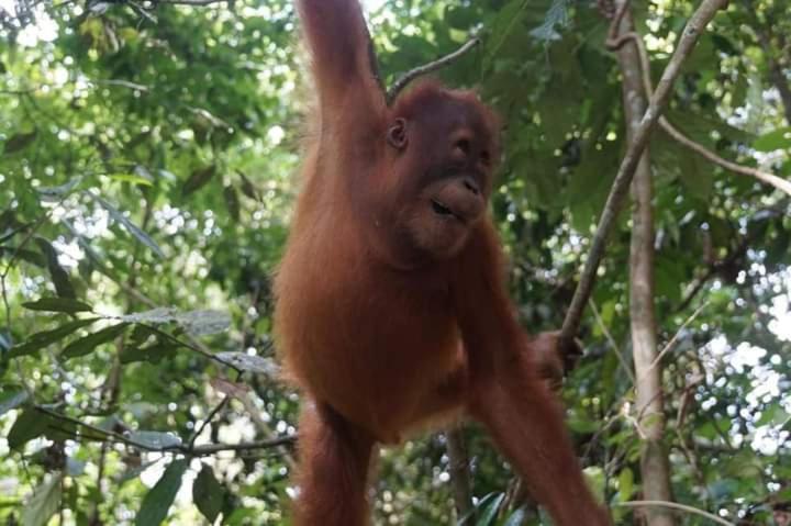 Pongo Guest House & Jungle Trekking ブキットラワン エクステリア 写真
