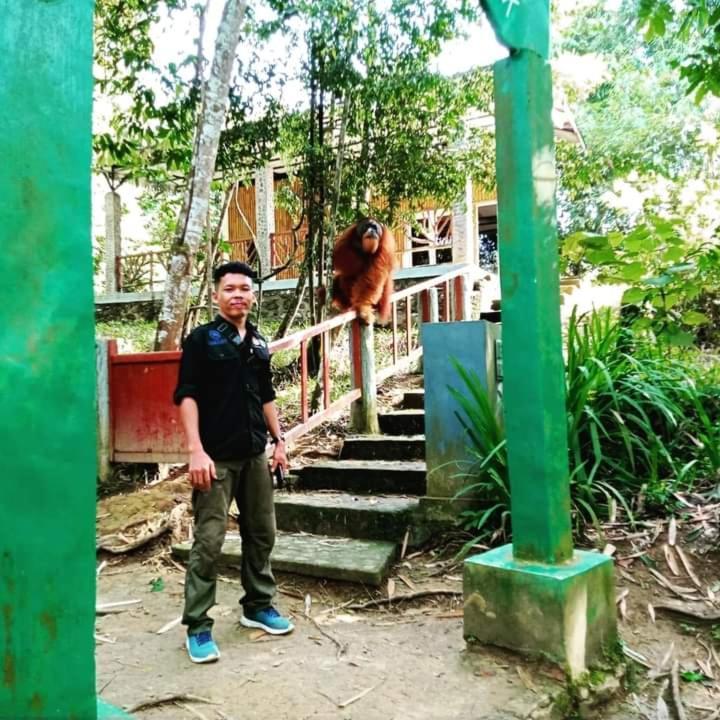 Pongo Guest House & Jungle Trekking ブキットラワン エクステリア 写真