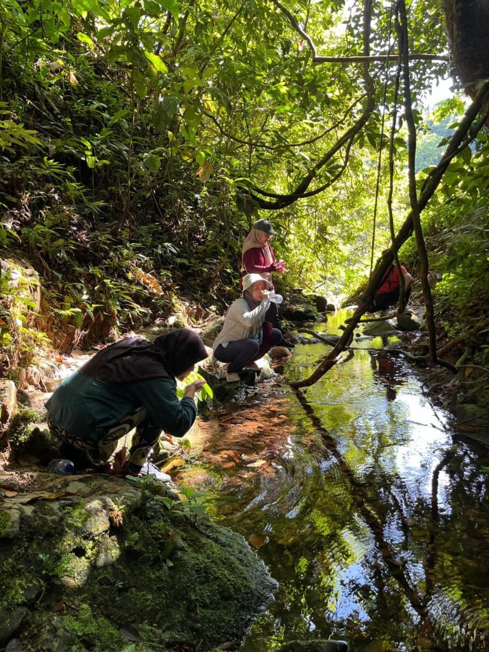 Pongo Guest House & Jungle Trekking ブキットラワン エクステリア 写真