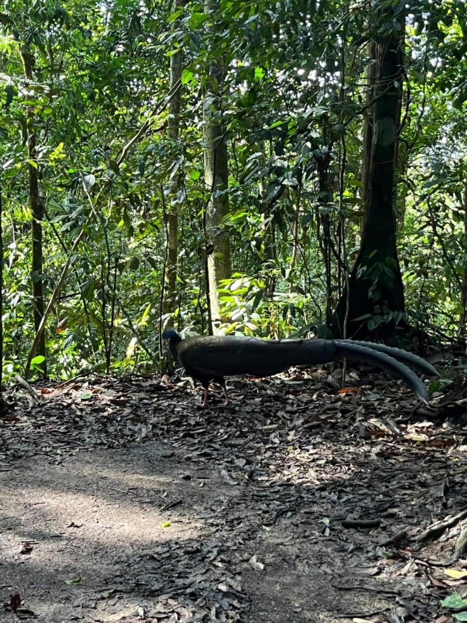 Pongo Guest House & Jungle Trekking ブキットラワン エクステリア 写真