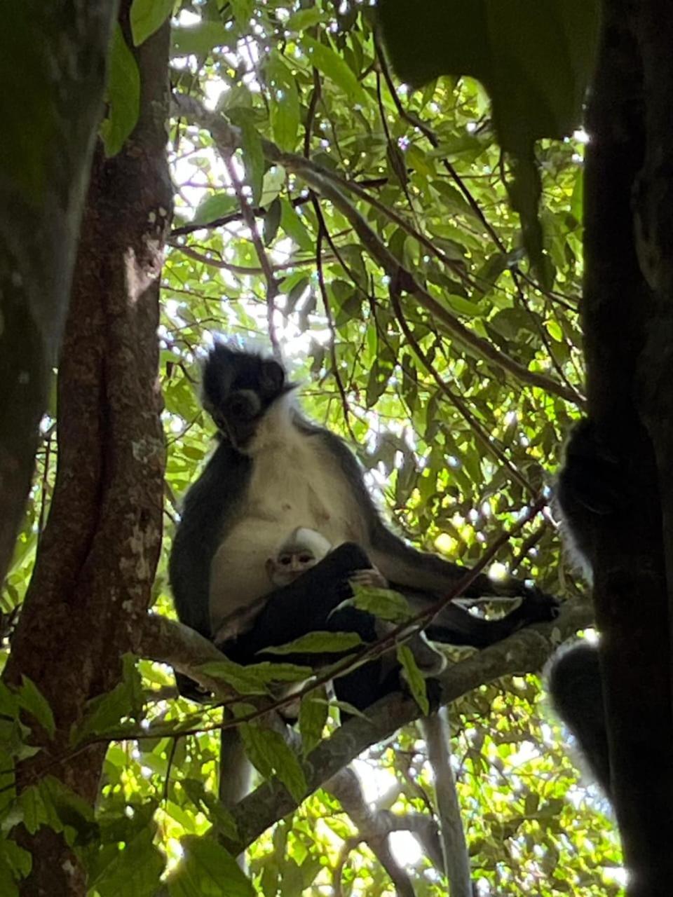 Pongo Guest House & Jungle Trekking ブキットラワン エクステリア 写真