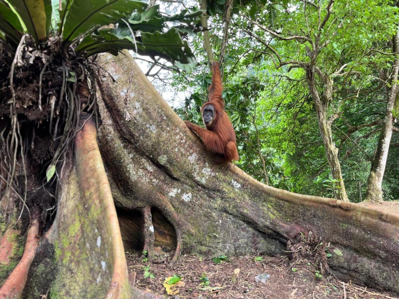 Pongo Guest House & Jungle Trekking ブキットラワン エクステリア 写真