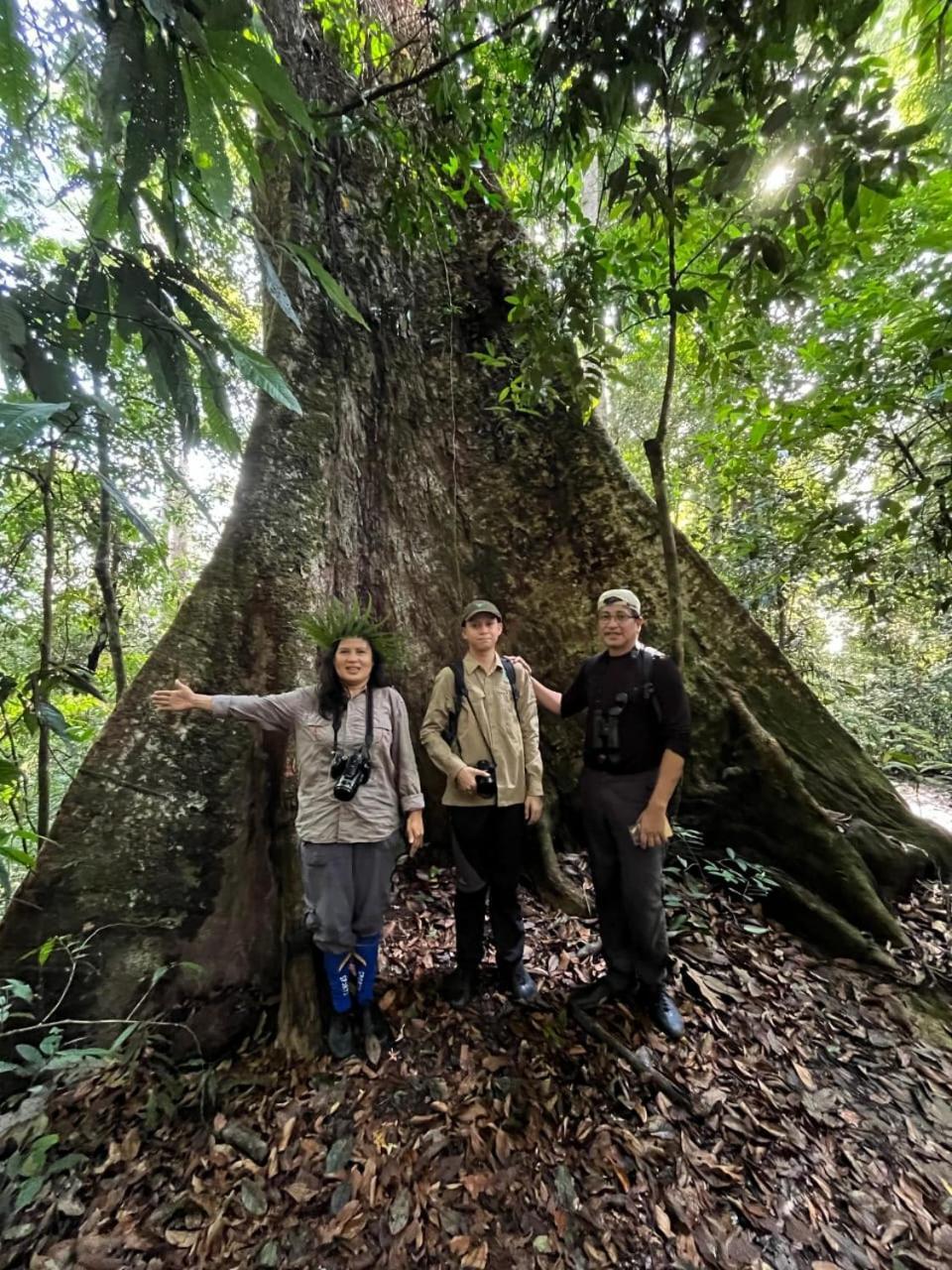 Pongo Guest House & Jungle Trekking ブキットラワン エクステリア 写真