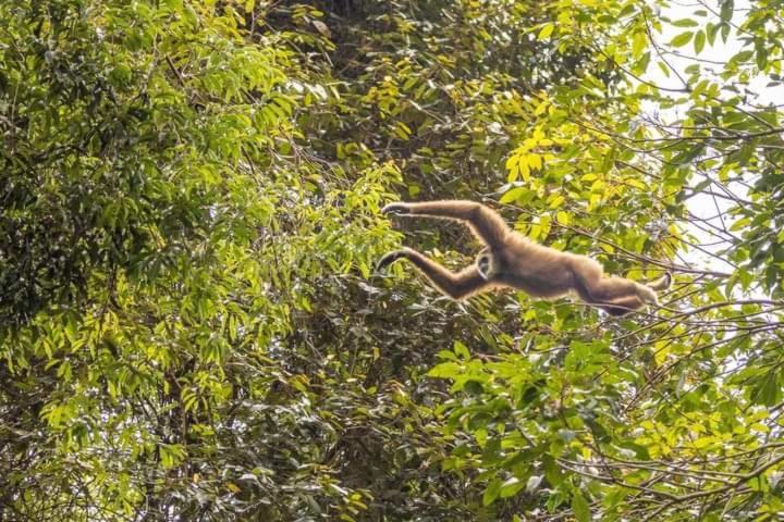 Pongo Guest House & Jungle Trekking ブキットラワン エクステリア 写真
