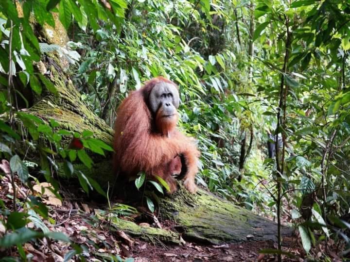 Pongo Guest House & Jungle Trekking ブキットラワン エクステリア 写真