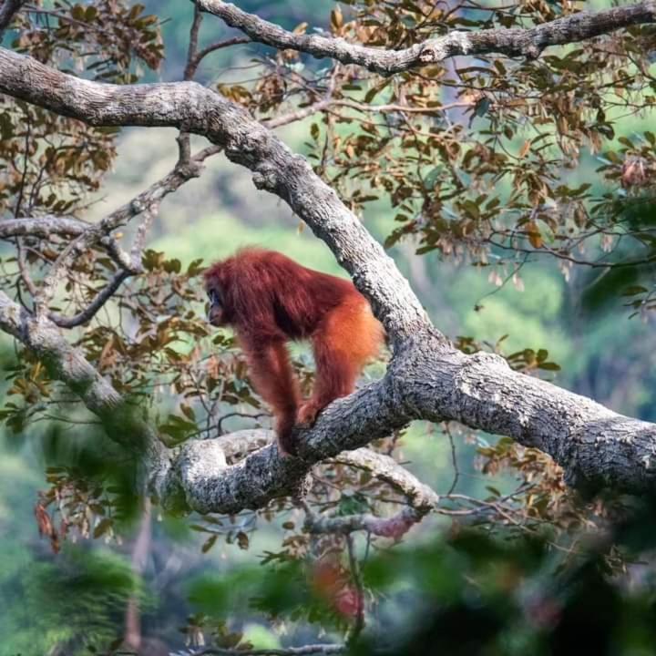 Pongo Guest House & Jungle Trekking ブキットラワン エクステリア 写真