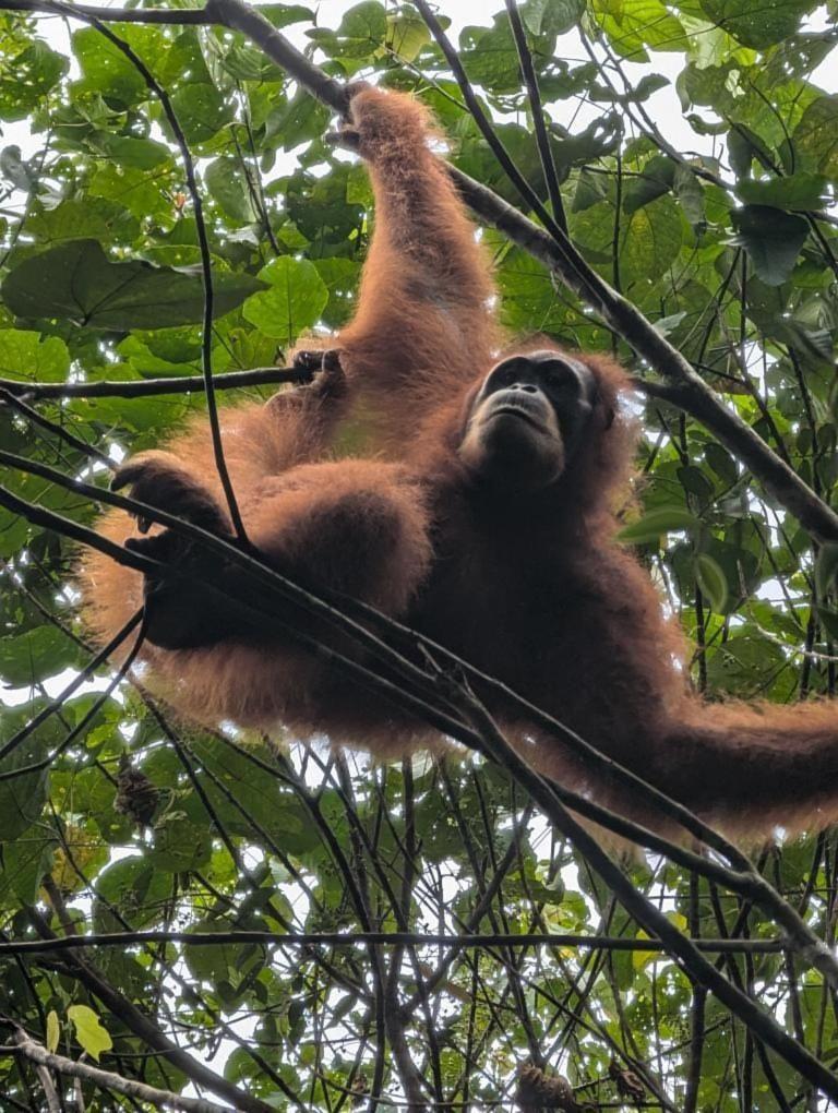 Pongo Guest House & Jungle Trekking ブキットラワン エクステリア 写真