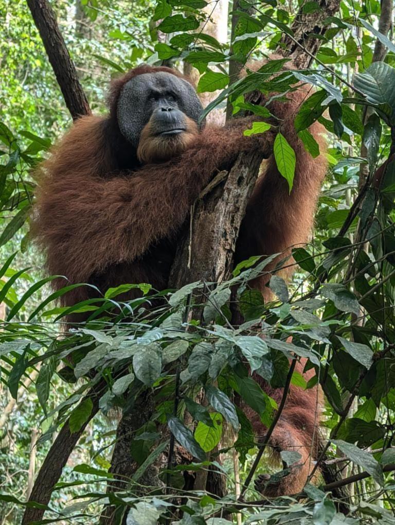 Pongo Guest House & Jungle Trekking ブキットラワン エクステリア 写真