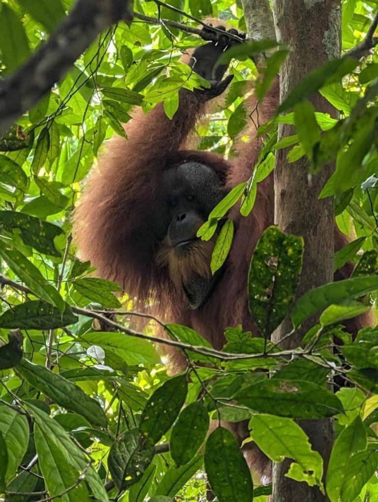 Pongo Guest House & Jungle Trekking ブキットラワン エクステリア 写真