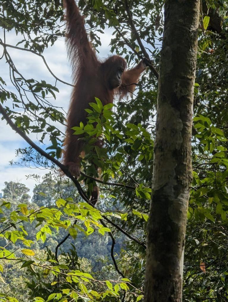 Pongo Guest House & Jungle Trekking ブキットラワン エクステリア 写真