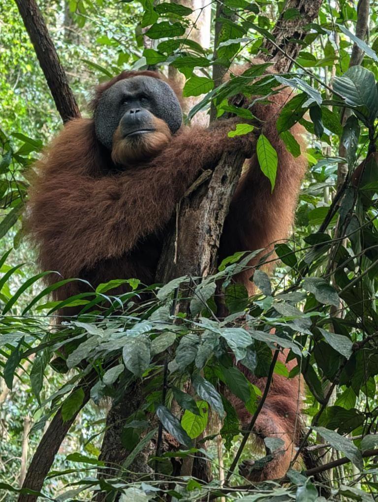 Pongo Guest House & Jungle Trekking ブキットラワン エクステリア 写真