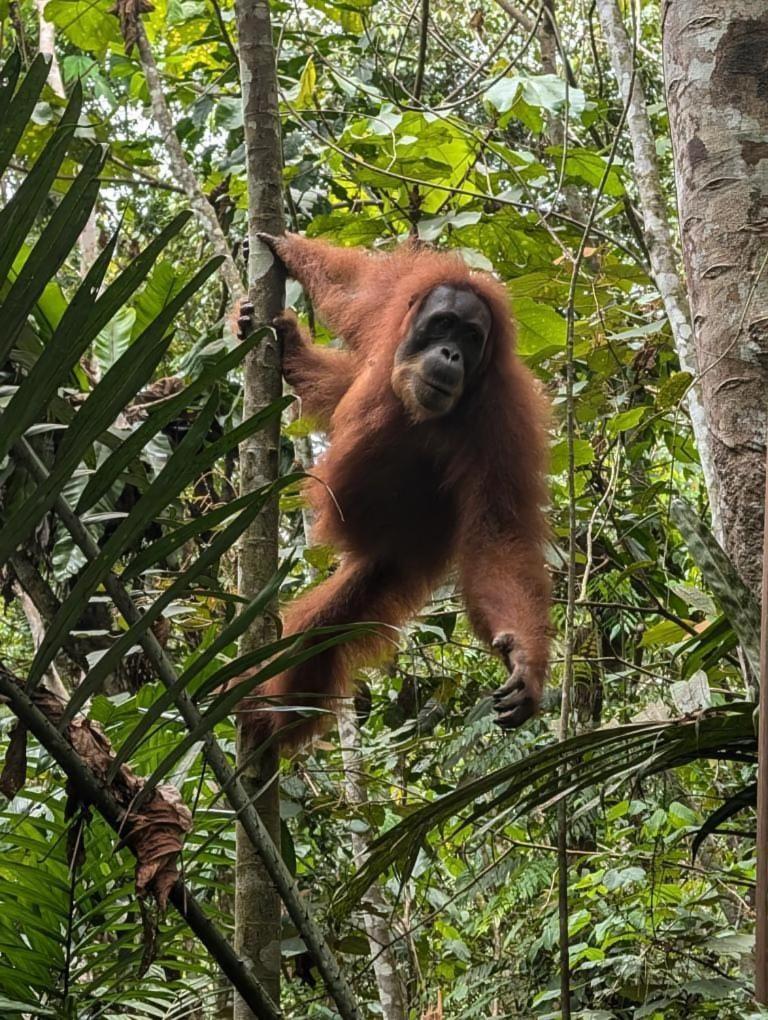 Pongo Guest House & Jungle Trekking ブキットラワン エクステリア 写真