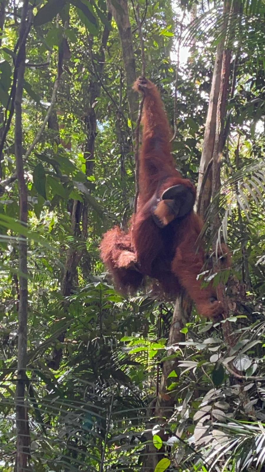 Pongo Guest House & Jungle Trekking ブキットラワン エクステリア 写真