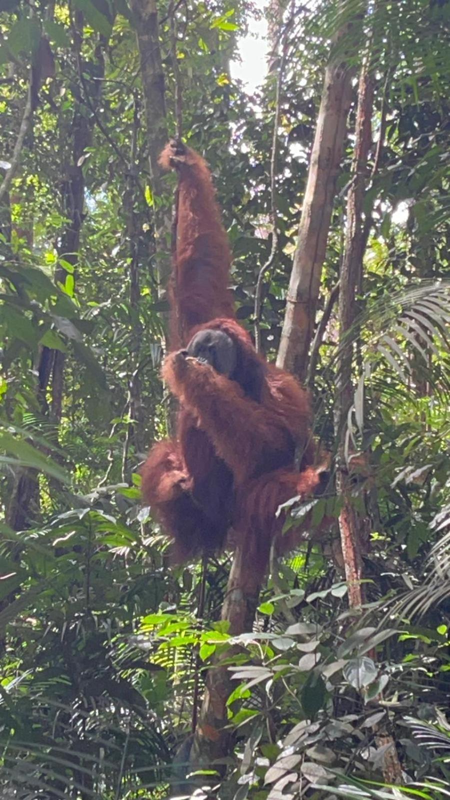 Pongo Guest House & Jungle Trekking ブキットラワン エクステリア 写真