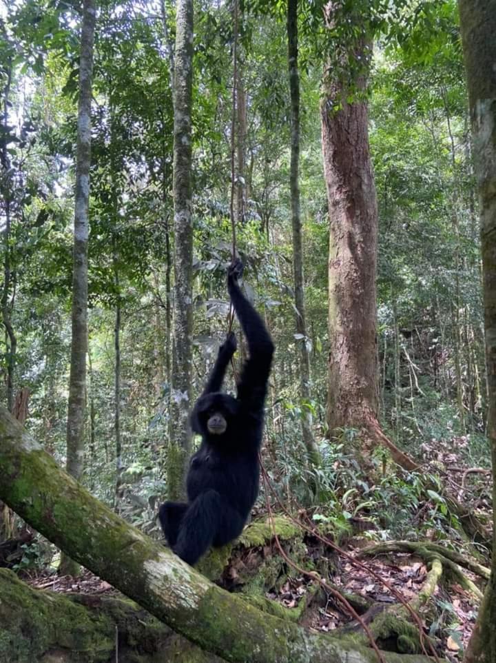 Pongo Guest House & Jungle Trekking ブキットラワン エクステリア 写真