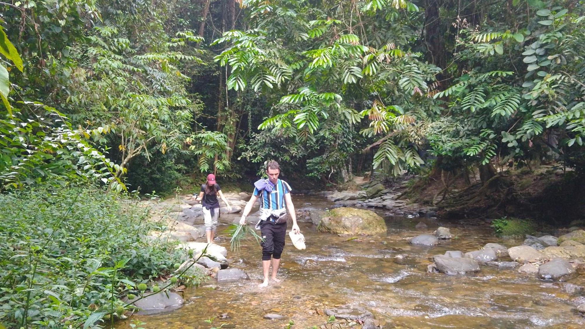 Pongo Guest House & Jungle Trekking ブキットラワン エクステリア 写真